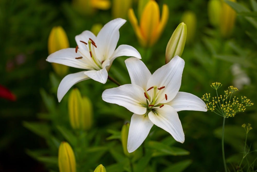 Le Symbole de la Fleur de Lys et ses Origines - SDN Rennes